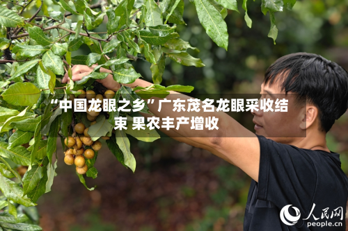 “中国龙眼之乡”广东茂名龙眼采收结束 果农丰产增收-第2张图片